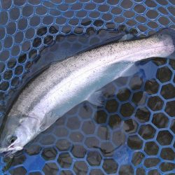 天竜川ルアーフライ専用区